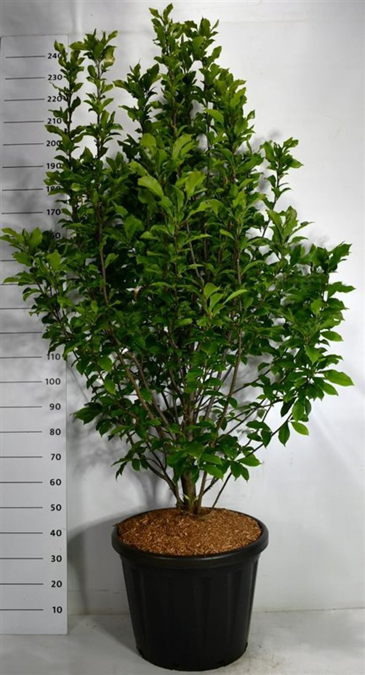 Magnolia – Magnolia 'Susan' - C80 150-175 cm. Sol